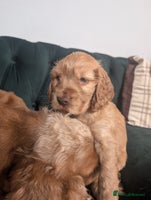 Cocker Spaniel dogs - Advert 8