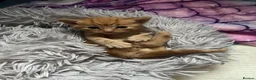 American Shorthair cats for sale: Kittens for sale - Advert 14