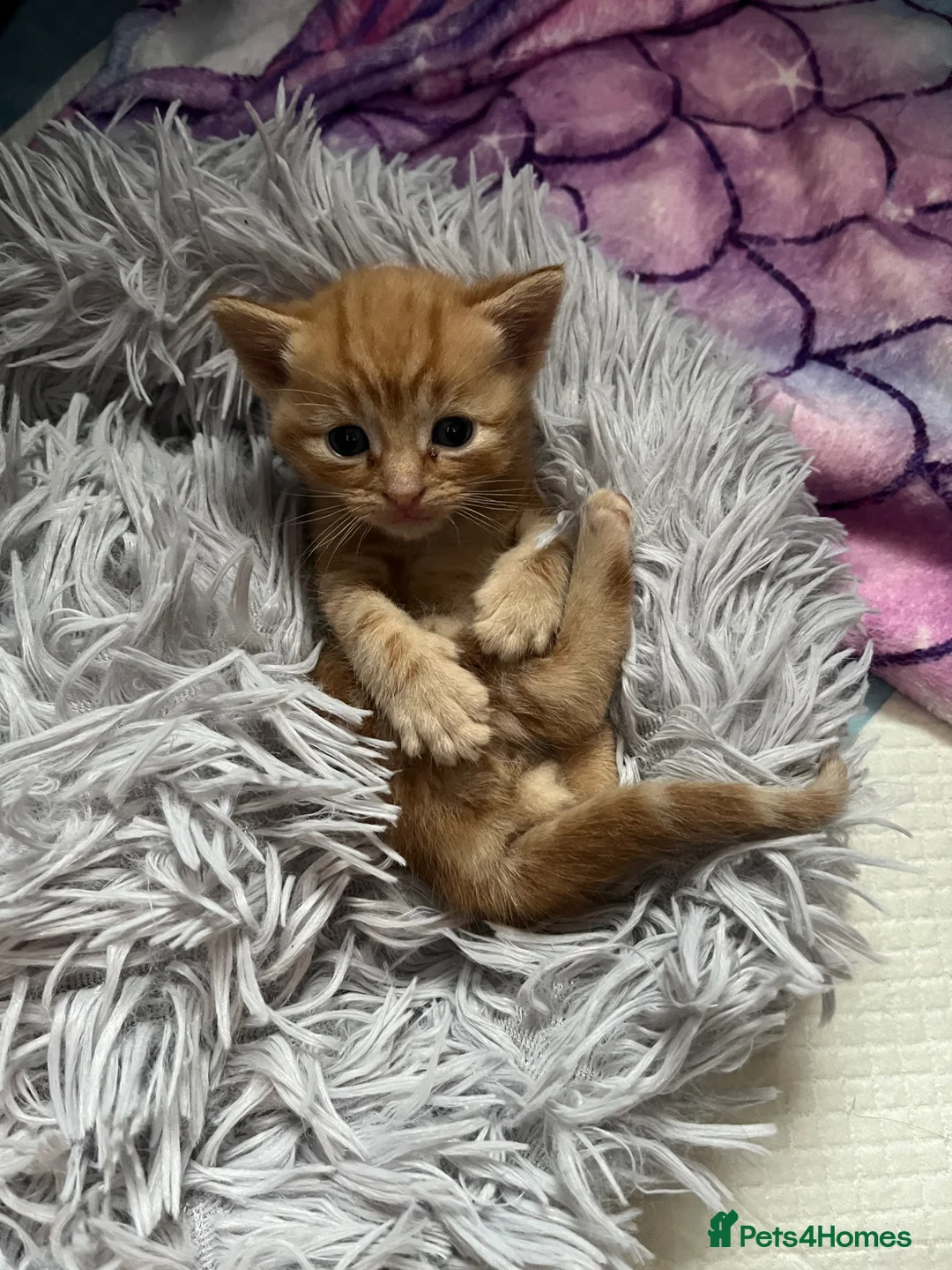 American Shorthair cats for sale: Kittens for sale - Advert 14
