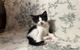 Maine Coon cats for sale: Maine coon babies - Advert 16