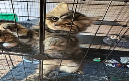 Mixed Breed cats for sale: 2 1/2 Bengal boys left  - Image 2