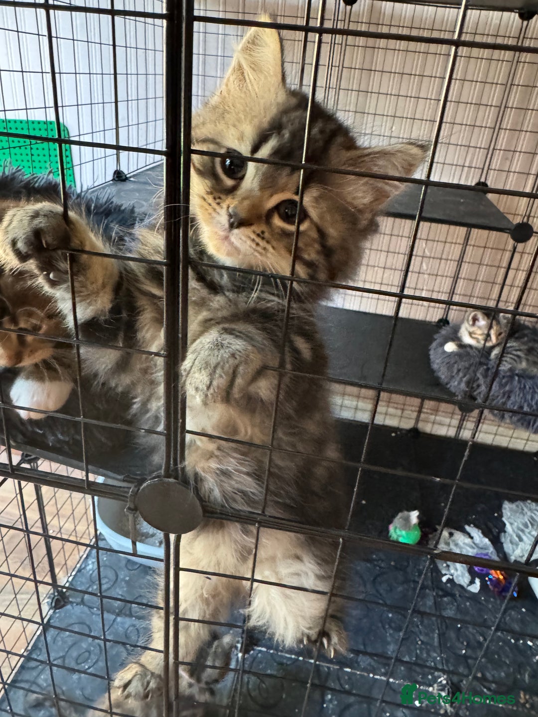 Mixed Breed cats for sale: 2 1/2 Bengal boys left  - Image 2