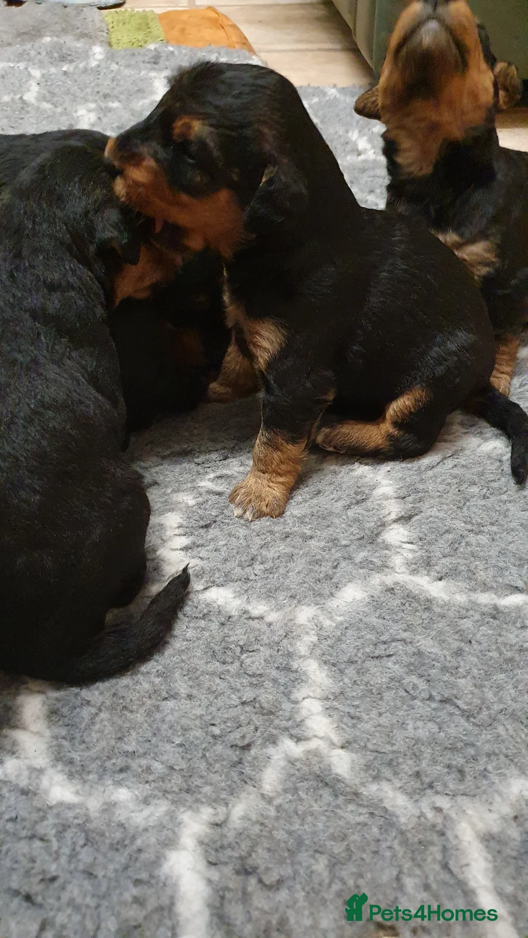 Airedale Terrier dogs for sale: Airedale puppies from health tested parents  - Advert 5