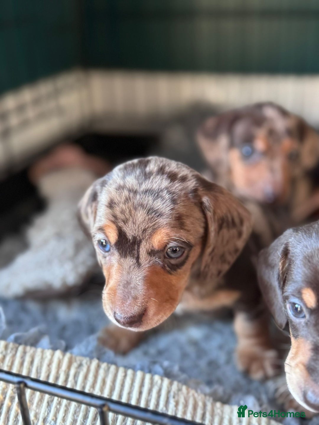 Miniature Dachshund dogs for sale: ⭐ OUTSTANDING MINI DACSHUND PUPS ⭐️ - Advert 9