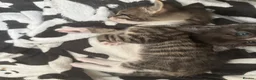 Mixed Breed cats for sale: Bengal cross kittens - Advert 5