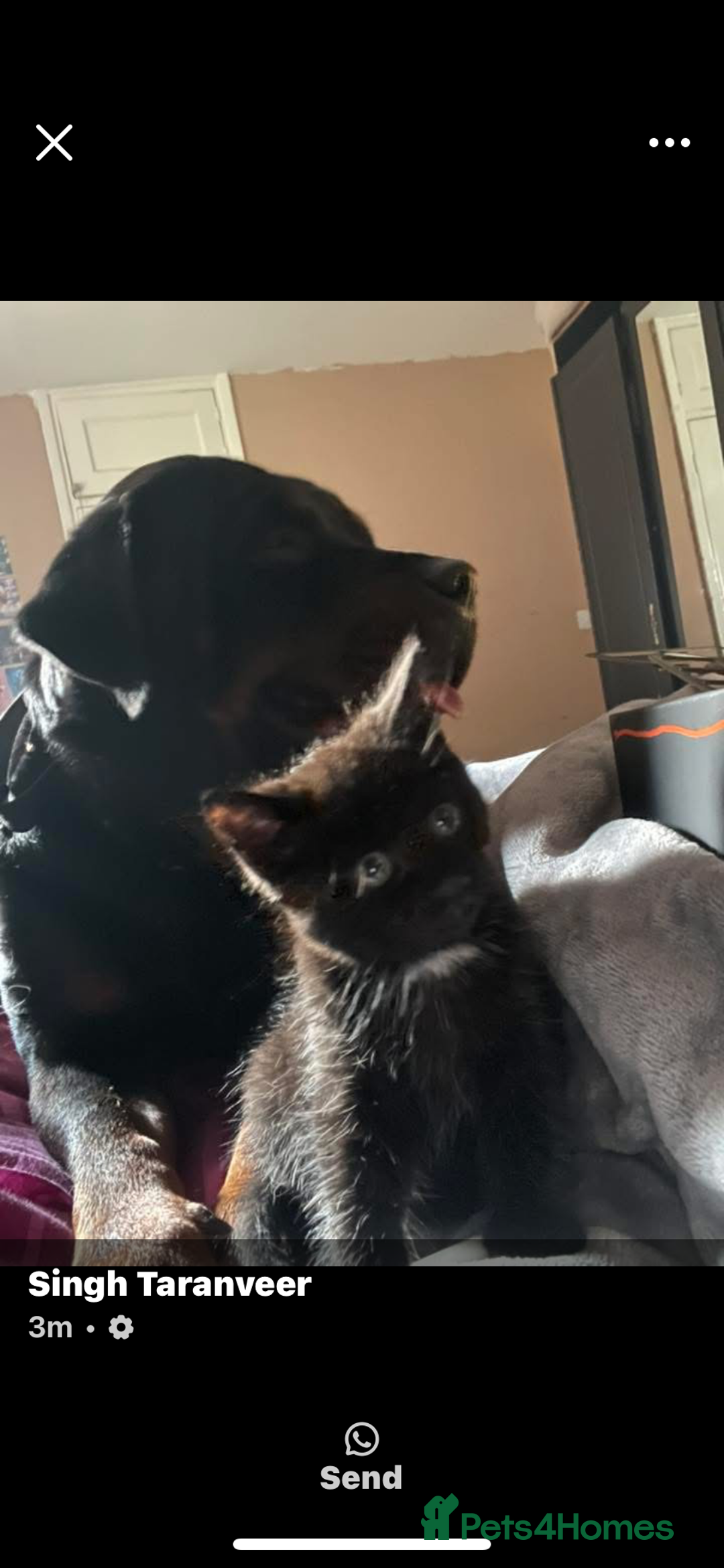Mixed Breed cats for sale: BLACK KITTENS - Image 10