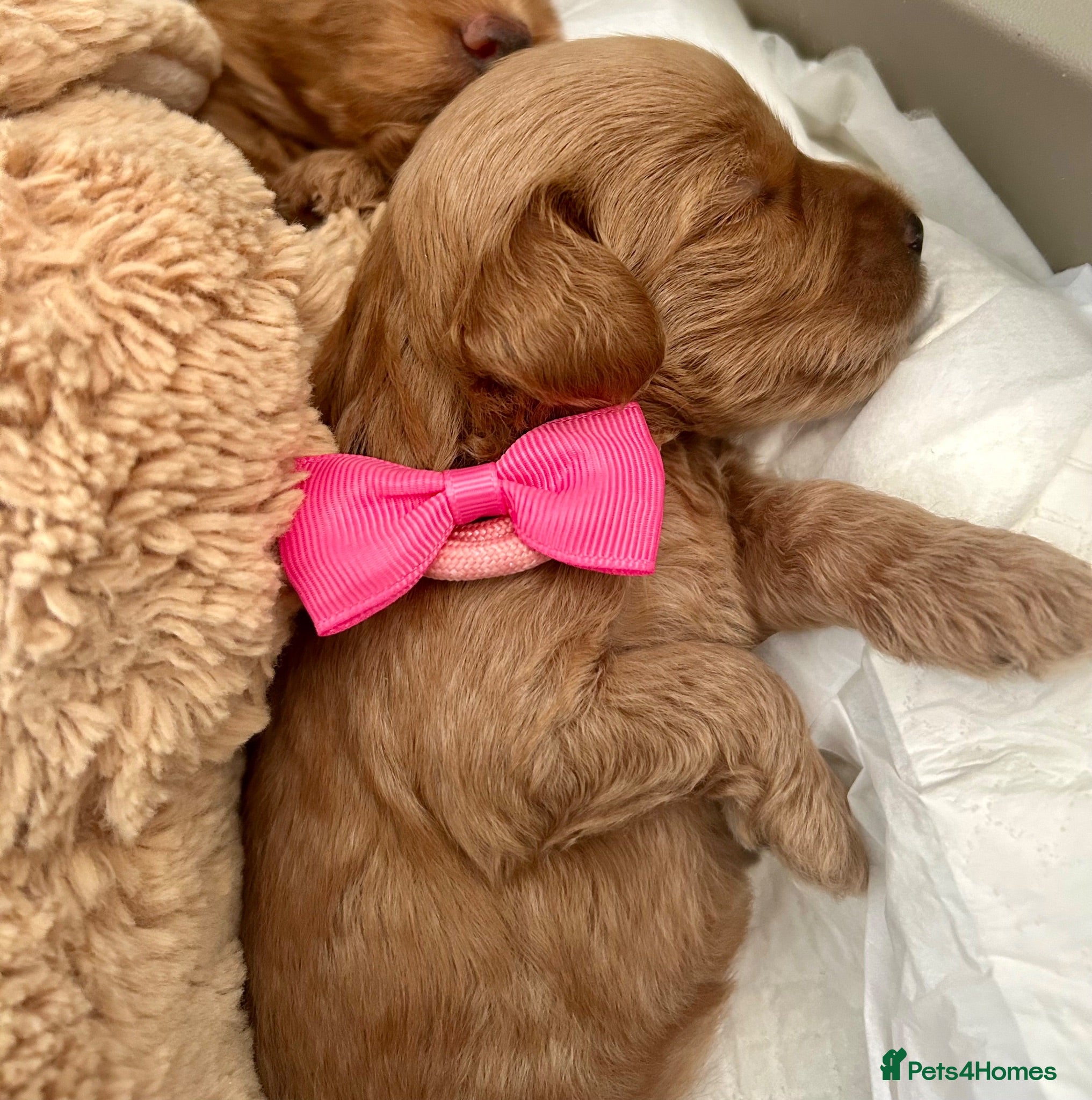 Labradoodle dogs Gorgeous 🌸🌸 F1BB Miniature Labradoodle Puppies - Advert 1
