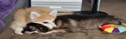 Pomsky dogs for sale: F3 Pomsky Puppies MUST GO - Advert 9
