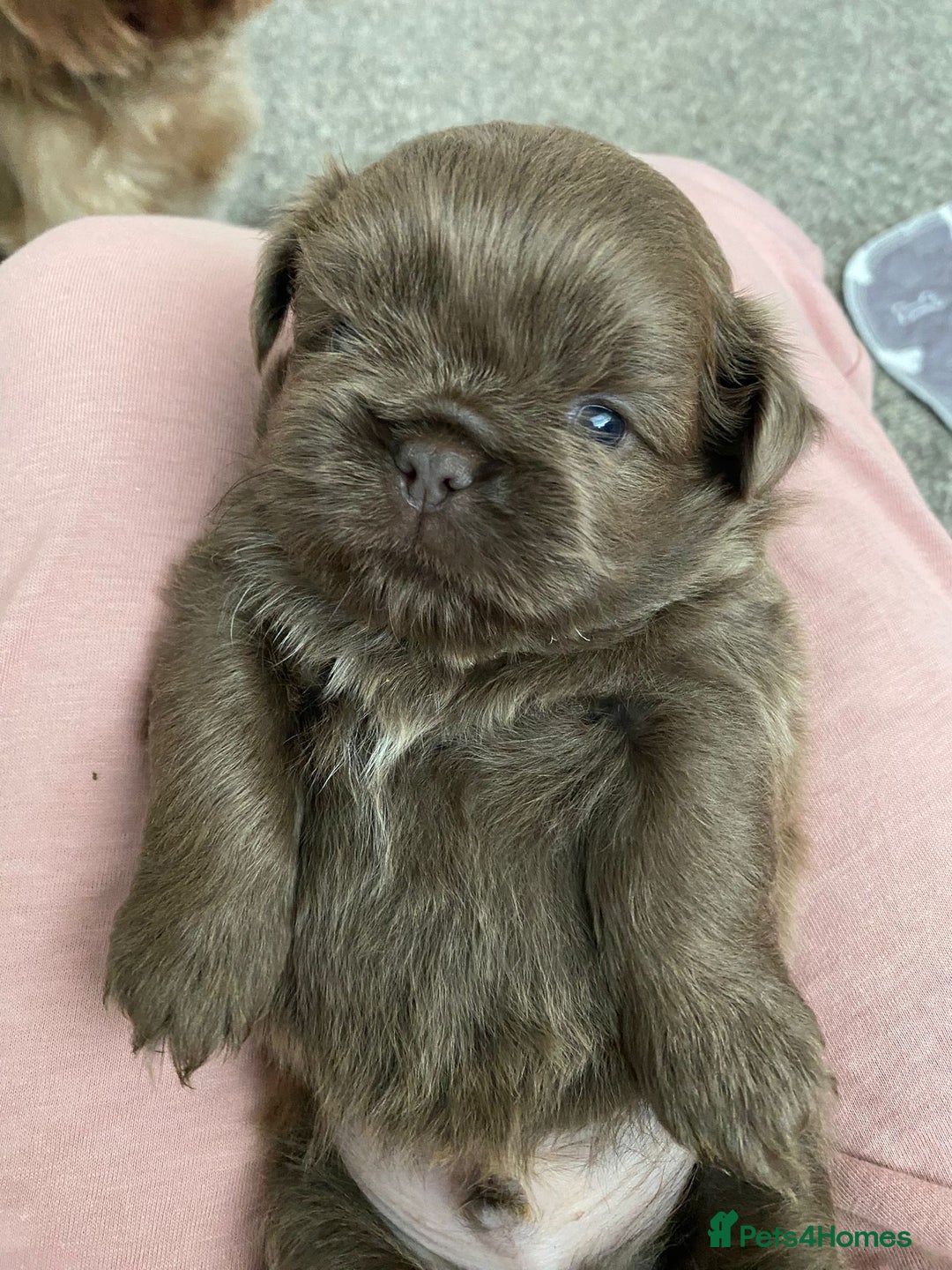 Shih Tzu dogs for sale: BLUE CARRING CHOC/LILAC IMPERIAL BOYS - Image 7