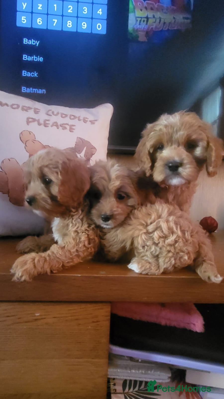 Cavapoo dogs Exquisite F1 Cavapoo Puppies - Advert 8
