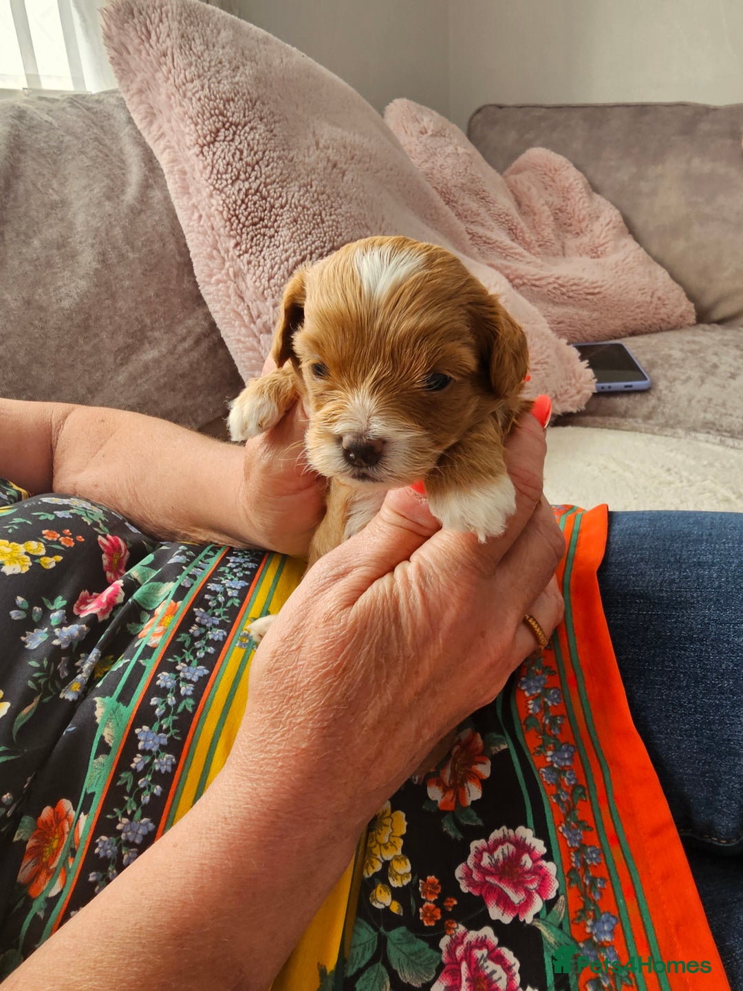 Mixed Breed dogs for sale: BEAUTIFUL SMALL MALTIPOO  BABY'S  - Image 4