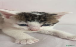 Domestic Shorthair cats for sale: Domestic Shorthair Kitten - Image 3
