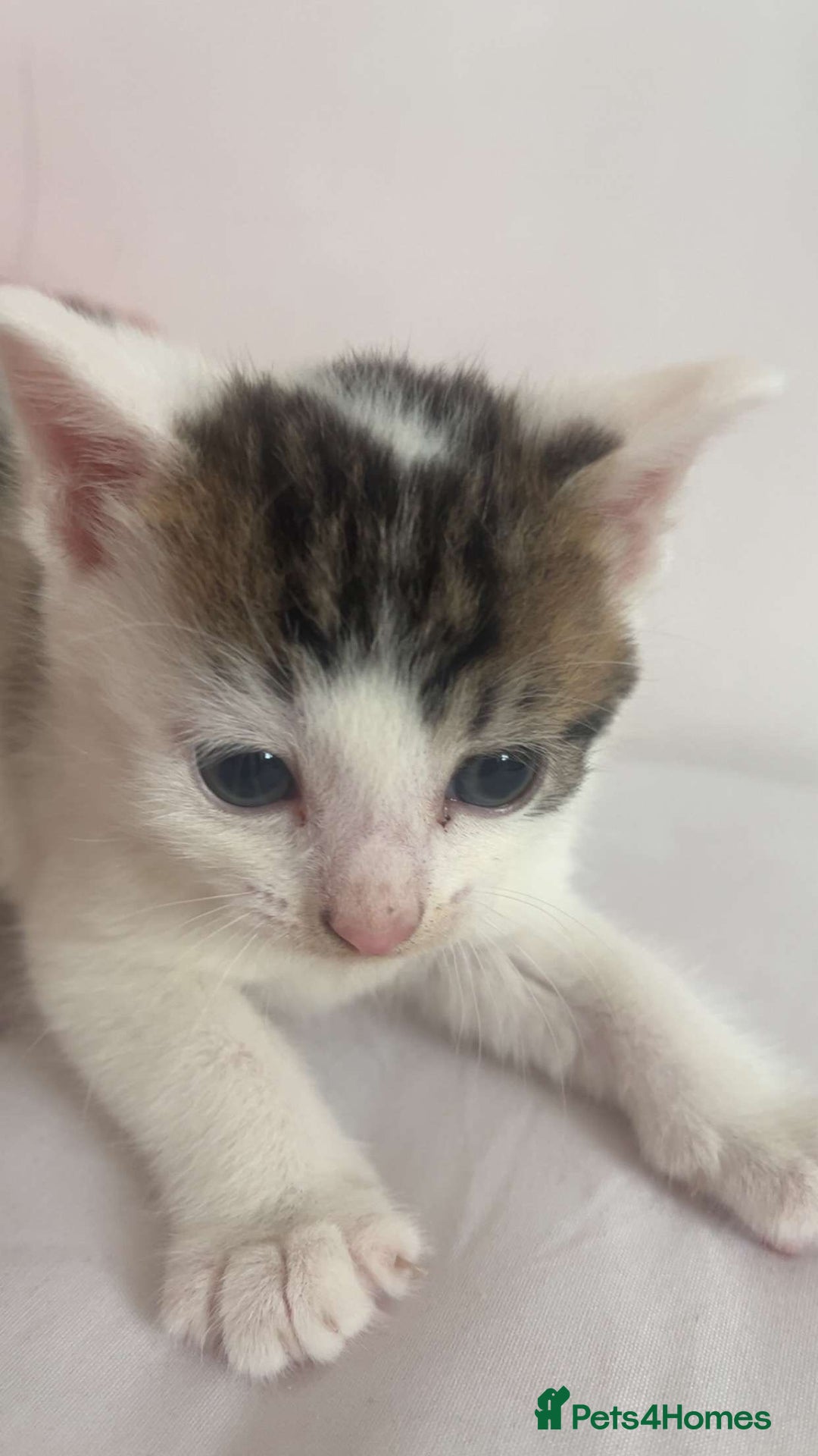 Domestic Shorthair cats for sale: Domestic Shorthair Kitten - Image 3