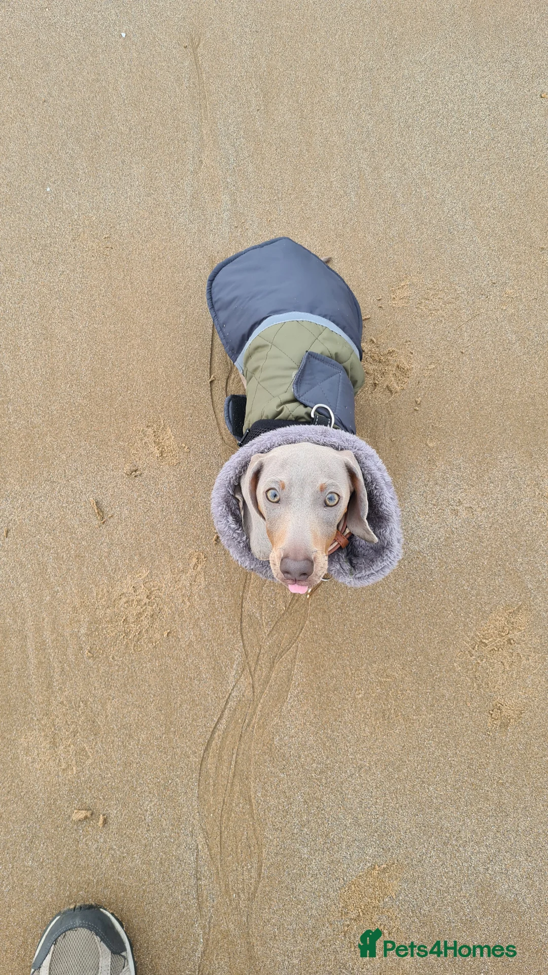 Miniature Dachshund dogs for stud: Stud dog available for studding - Advert 12