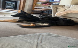 German Shepherd dogs for sale: ACE, beautiful 2 year old german shepherd  - Image 5