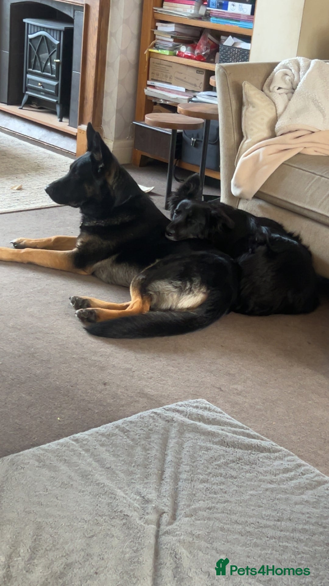 German Shepherd dogs for sale: ACE, beautiful 2 year old german shepherd  - Image 5