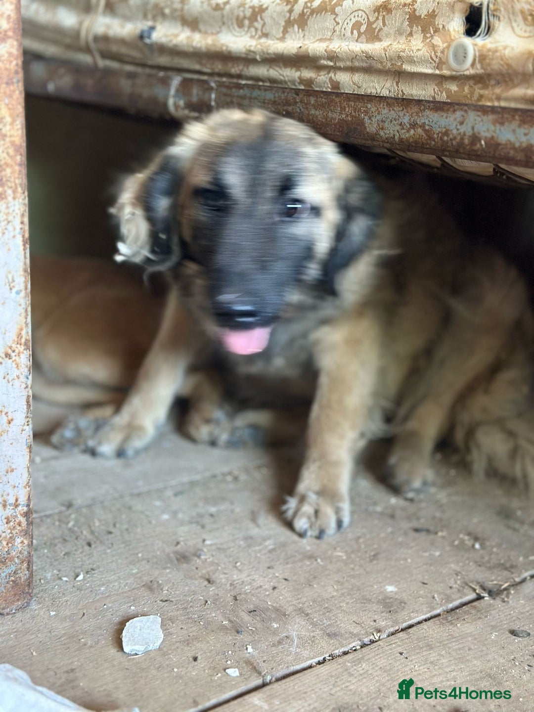 Mixed Breed dogs for adoption: 🐾🩷Superb young KATY needs a Loving Home🐾🏡 - Image 3