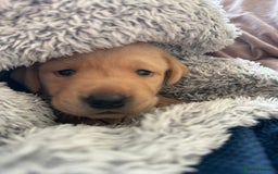 Labrador Retriever dogs for sale: Perfect lab puppy’s  - Image 1