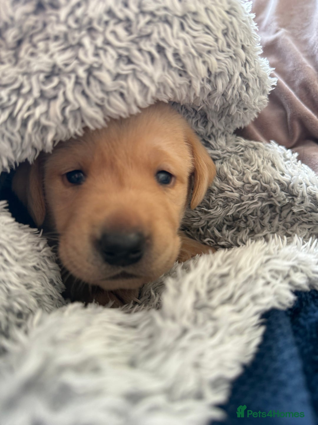 Labrador Retriever dogs for sale: Perfect lab puppy’s  - Image 1
