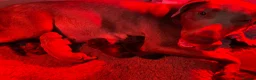 Dobermann dogs for sale: KC REG HEALTH TESTED EUROPEAN DOBERMAN PUPPIES - Advert 35