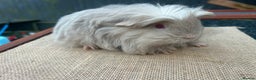 Guinea Pig rodents for sale: Beautiful boys looking for a new home  - Advert 1
