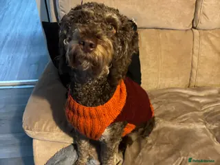 Mixed Breed dogs Border doodles, - Advert 1