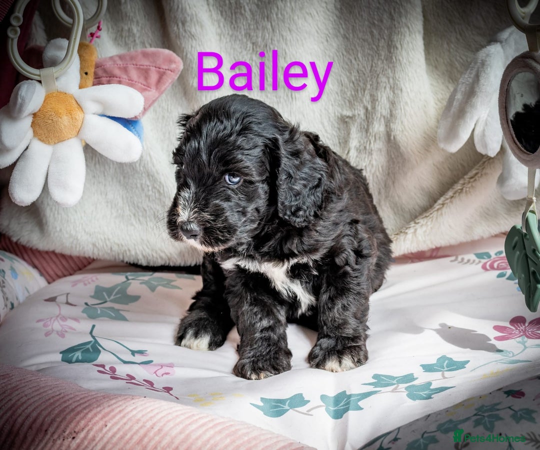 Sheepadoodle dogs for sale: Sheepadoodle Puppy 6 - *READY SOON* F1 health tested sheepadoodles  - Image 13