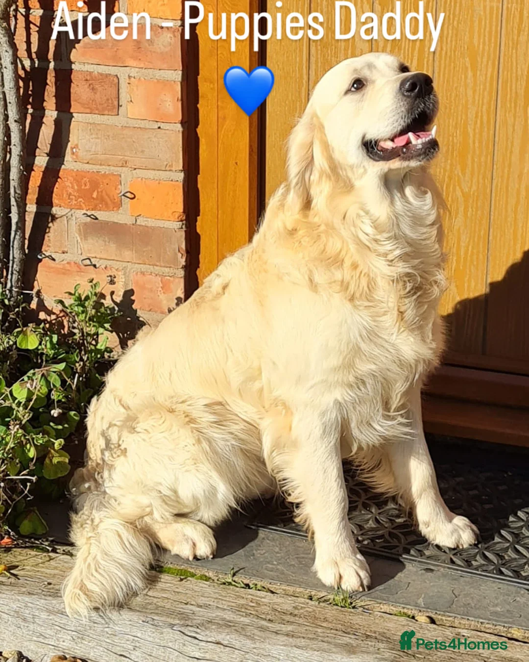 Golden Retriever dogs for sale: 🐾 Beautiful Golden Retriever Puppies family home - Advert 2