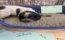 Cocker Spaniel dogs for sale: Two cocker spaniel litters for sale - Image 23