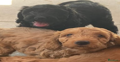 Cockapoo dogs - Advert 14