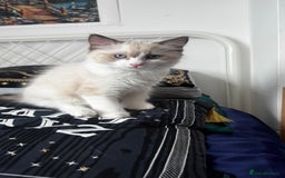 Ragdoll cats for sale: Chunky seal bicolour kitten - Image 1