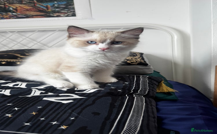 Ragdoll cats - Advert 1