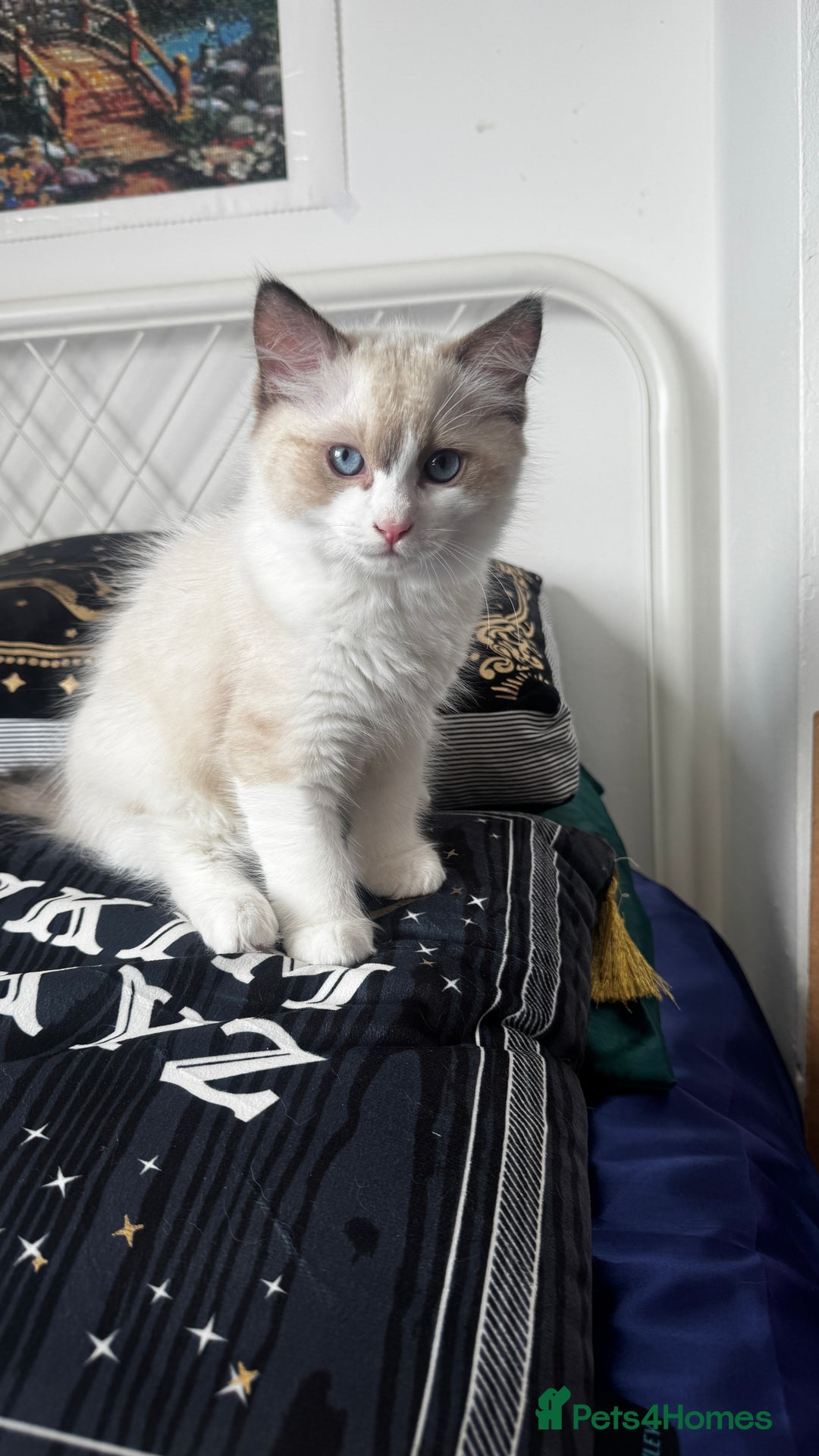 Ragdoll cats for sale: Chunky seal bicolour kitten - Image 1