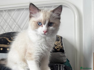 Ragdoll cats - Advert 34