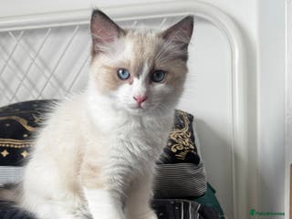 Ragdoll cats Chunky seal bicolour kitten - Advert 5