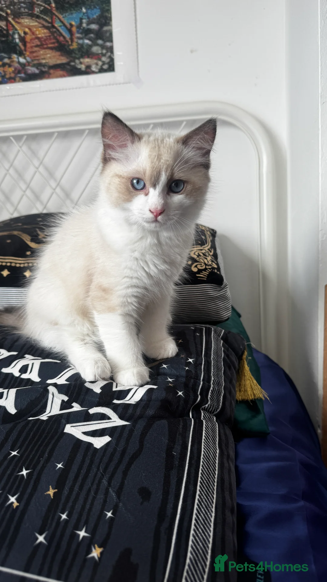 Ragdoll cats for sale: Chunky seal bicolour kitten - Advert 1