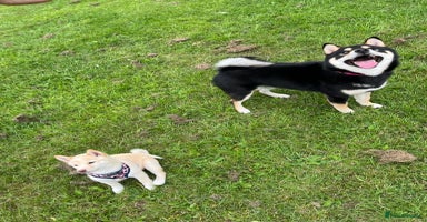 Japanese Shiba Inu dogs - Advert 13