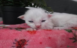 Maine Coon cats for sale: Champion russian Maine coon kittens - Image 4