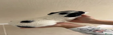Sproodle 8