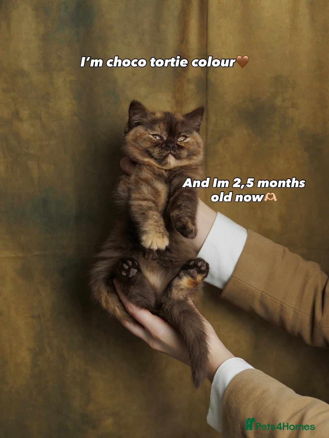 British Shorthair cats for sale: British Short and Long Hair  - Image 28