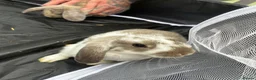 Mini Lop rabbits for sale: Gorgeous Lop eared Rabbits ready 27/06/2026 - Advert 27