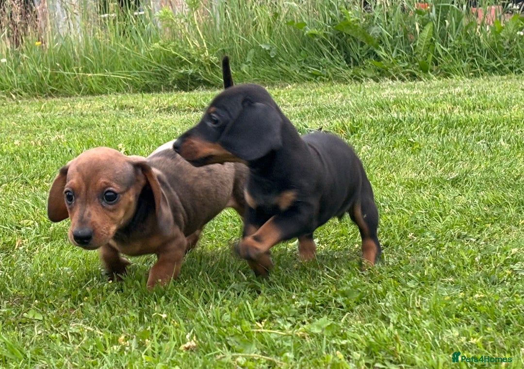 Miniature Dachshund dogs for sale: KC Reg RED DAPPLE Miniature Dachshund (Smooth) - Image 5