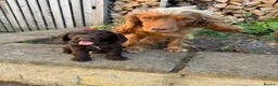 Cocker Spaniel dogs for sale: Working Cocker Spaniels - Advert 10