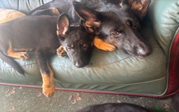German Shepherd dogs for sale: German shepherd  - Image 10