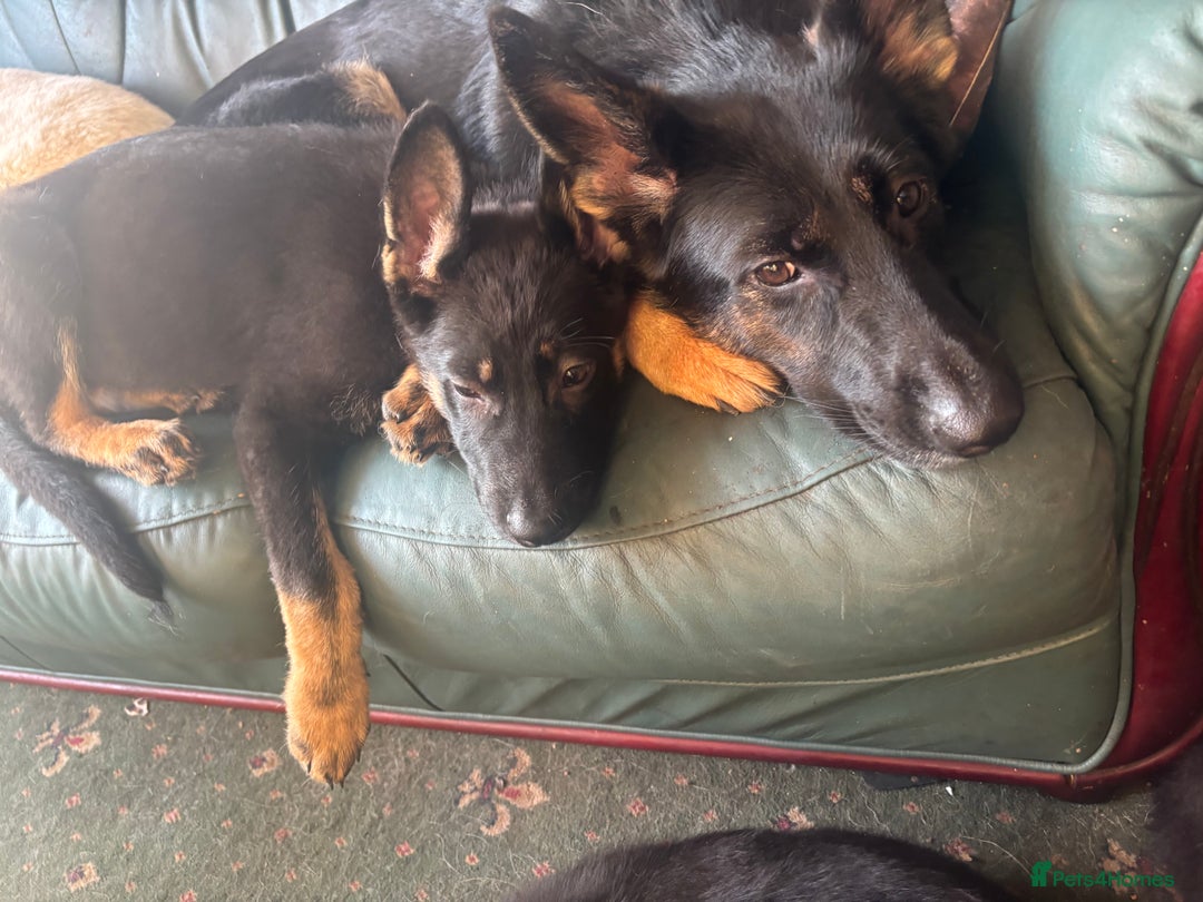 German Shepherd dogs for sale: German shepherd  - Image 10