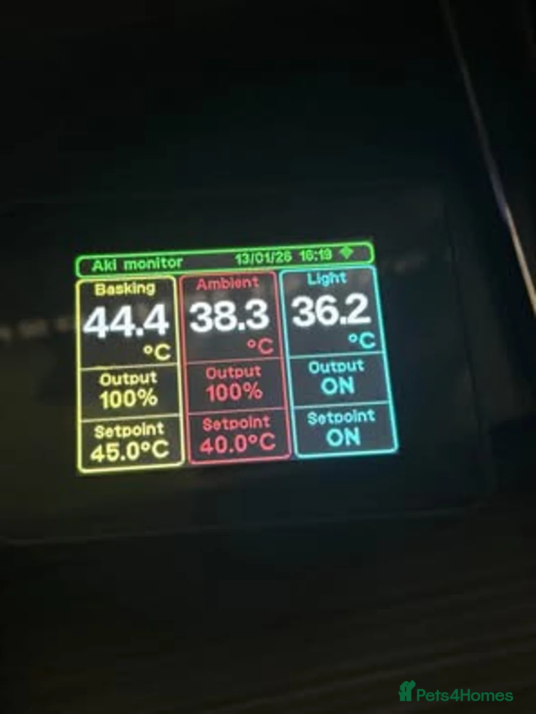 Monitor reptiles for sale: Aki monitor setup in Walsall - Advert 4