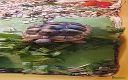 Hermann Tortoise reptiles for sale: Hermanns Tortoises - Image 2