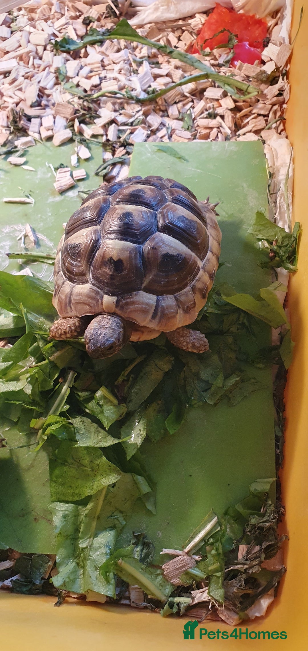 Hermann Tortoise reptiles for sale: Hermanns Tortoises - Image 2