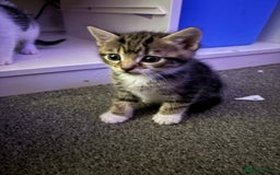 Mixed Breed cats for sale: Kittens - Image 12