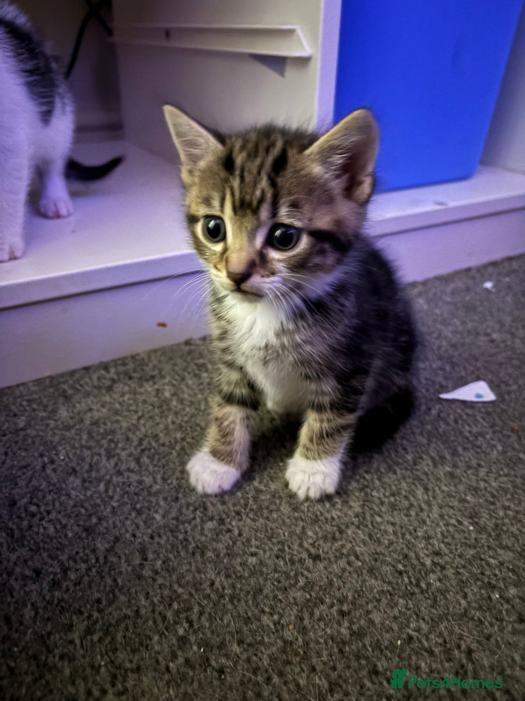 Mixed Breed cats for sale: Kittens - Image 12